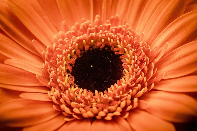 Flower-orange.jpg